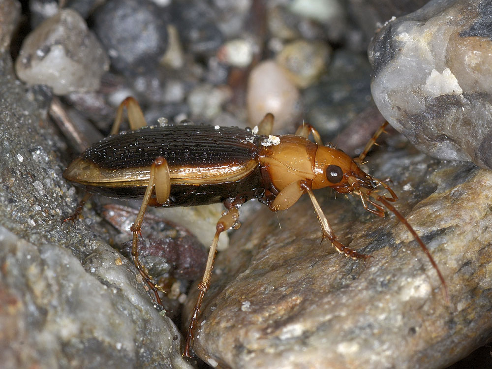 Nebria psammodes della Dora Riparia